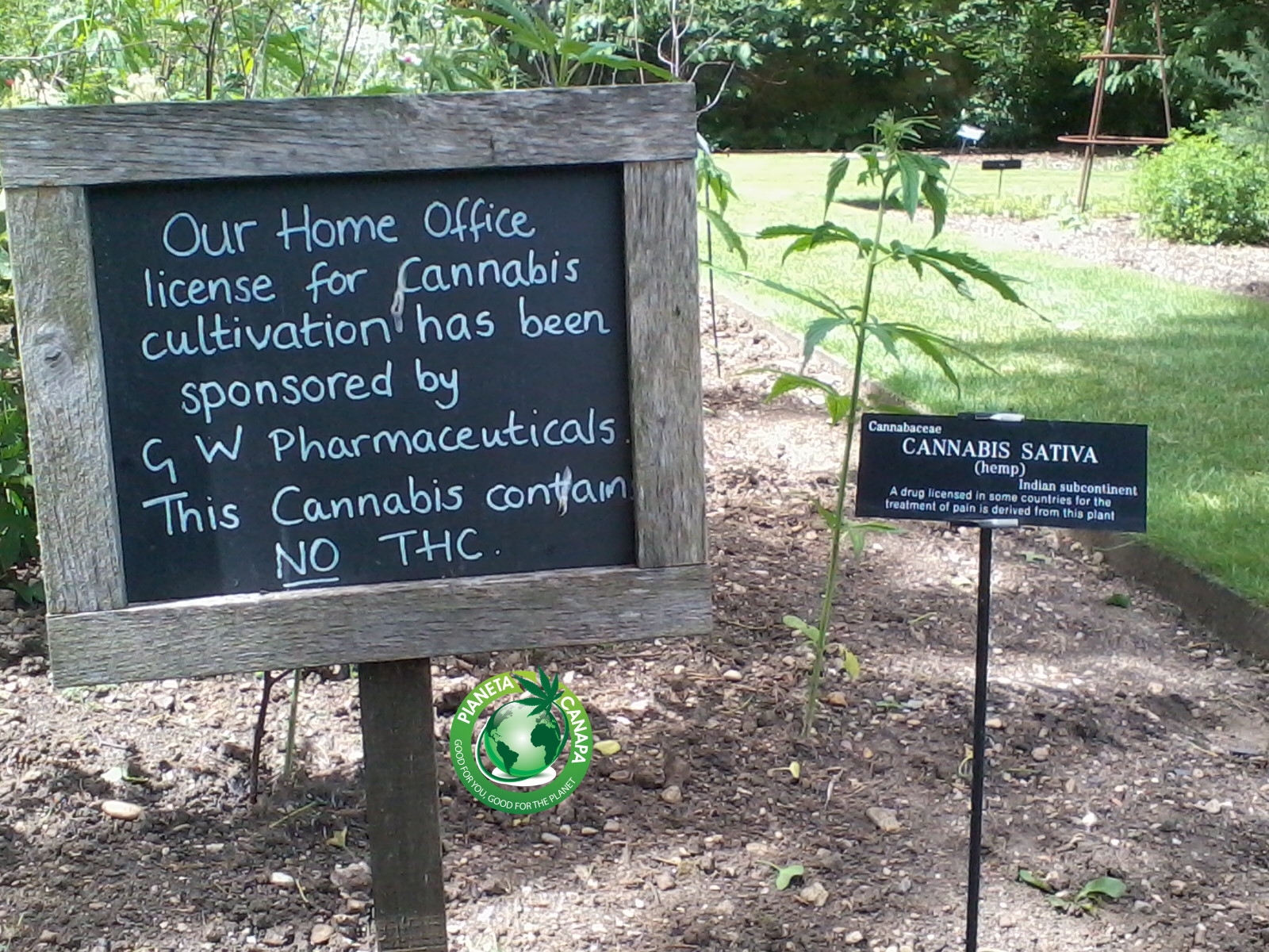 Cartello che ho trovato nel giardino botanico di Oxford che indica che il Ministero degli Interni britannico ha autorizzato (a caro prezzo, aggiungo io) una casa farmaceutica a coltivare canapa