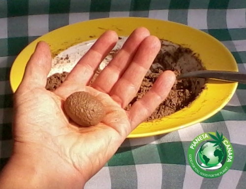 Recipe for delicious hemp, coconut and cocoa truffles with hemp protein powder. For vegetarians and vegans